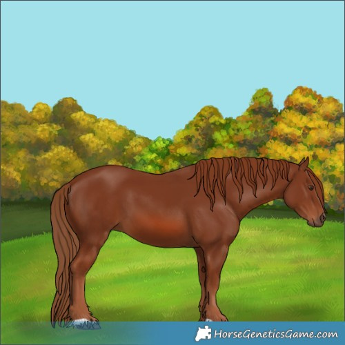 Horse Color:Chestnut 