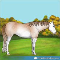 Horse Color:Gray Perlino Splash 