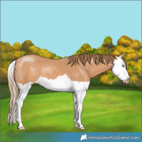 Horse Color:Gray Perlino Splash