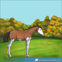 Horse Color:Bay Splash 
