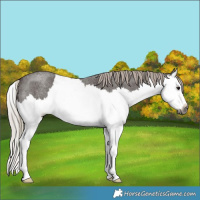 Horse Color:Gray Silver Blue Roan Splash 