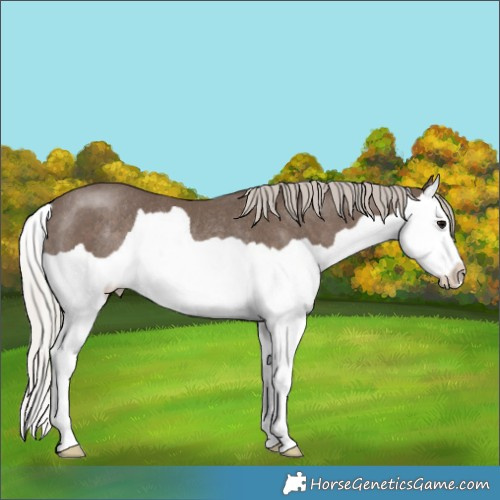 Horse Color:Silver Black Splash Rabicano