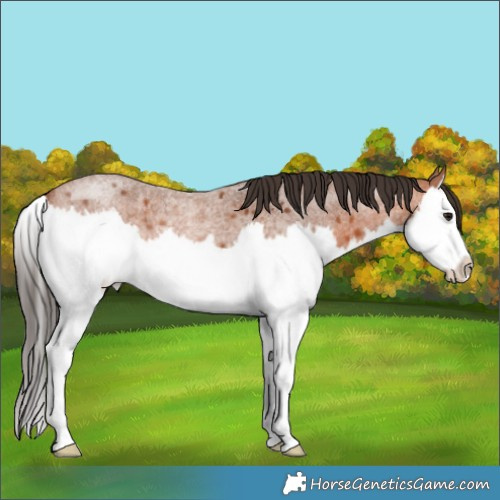 Horse Color:Bay Roan Splash 