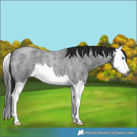 Horse Color:Gray Smoky Blue Roan Splash 