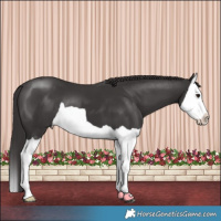 Horse Color:Smoky Black Splash