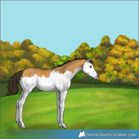 Horse Color:Gray Buckskin Dun Splash 