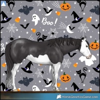 Horse Color:Smoky Black Splash