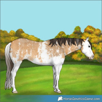 Horse Color:Buckskin Sabino Splash 