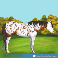 Horse Color:Bay Splash Appaloosa 