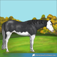 Horse Color:Black Splash