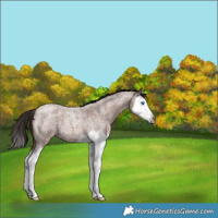 Horse Color:Gray Bay Roan Splash 