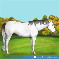 Horse Color:Gray Bay Roan Splash