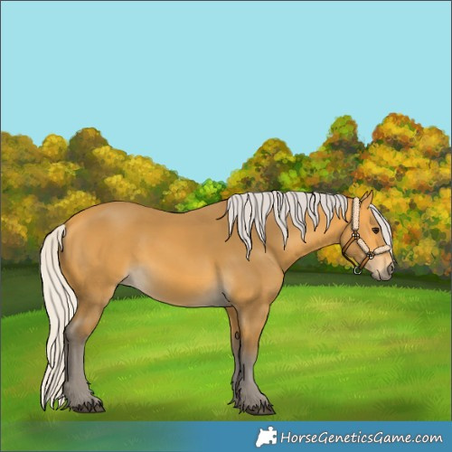 Horse Color:Silver Buckskin 