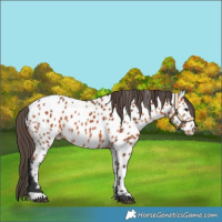 Horse Color:Bay Near Leopard