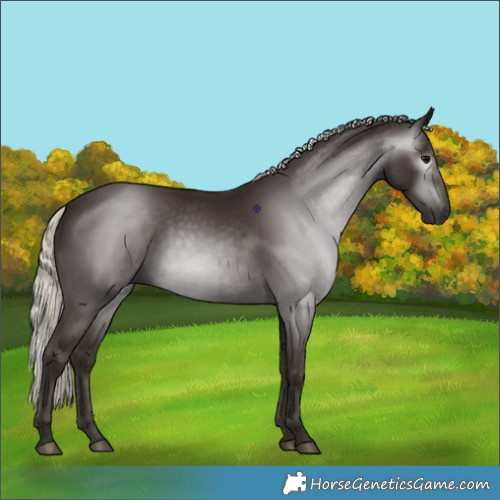 Horse Color:Gray Silver Black