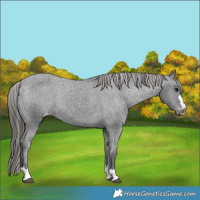 Horse Color:Black Appaloosa Rabicano 
