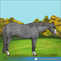 Horse Color:Black Appaloosa Rabicano 