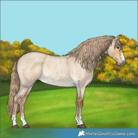 Horse Color:Chocolate Palomino Roan Dun 