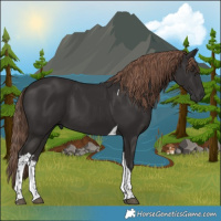 Horse Color:White Spotted Liver Chestnut Tobiano 