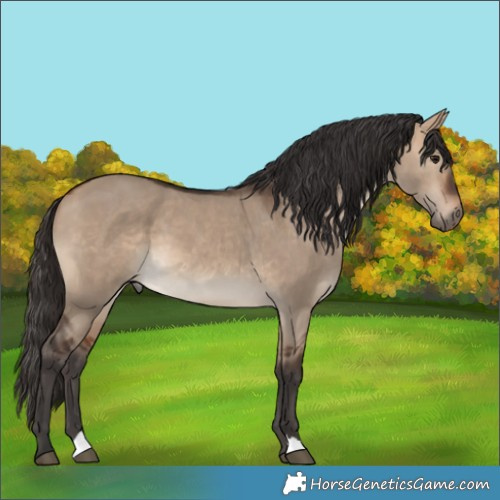 Horse Color:Bay Dun 