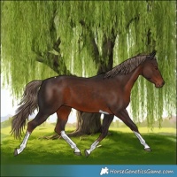 Horse Color:White Spotted Liver Chestnut Tobiano 