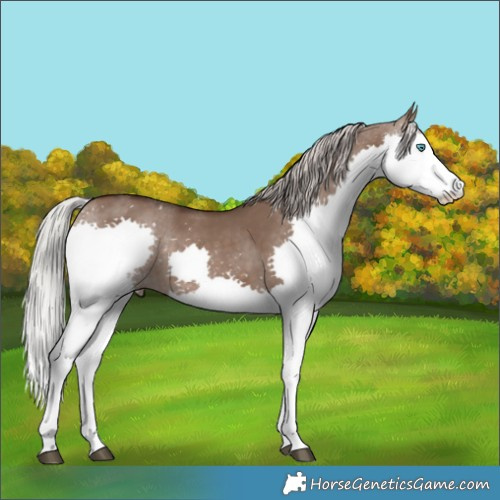Horse Color:Silver Brown Dun Splash 