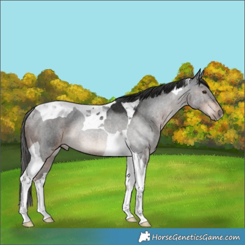 Horse Color:Liver Chestnut Tobiano Rabicano 