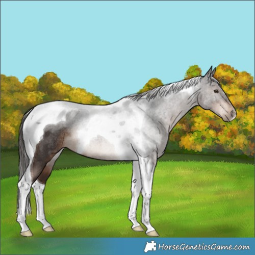 Horse Color:Liver Chestnut Tobiano Rabicano 