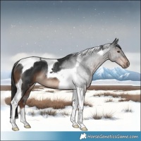 Horse Color:Liver Chestnut Tobiano Rabicano 
