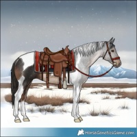 Horse Color:Liver Chestnut Tobiano Rabicano 