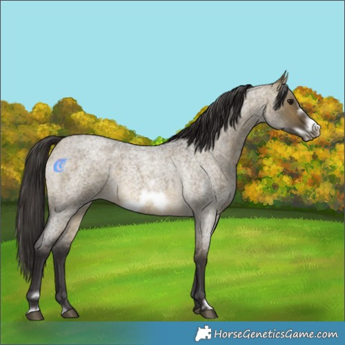 Horse Color:Buckskin Roan Dun Frame 