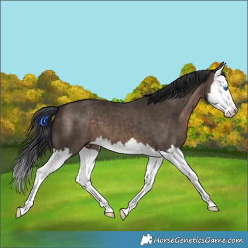 Horse Color:Brown Dun Splash