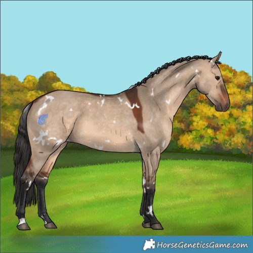 Horse Color:White Spotted Brown Dun 