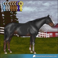 Horse Color:Liver Chestnut Tobiano Rabicano 