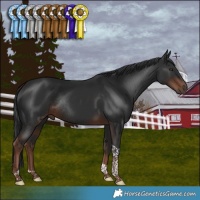 Horse Color:Liver Chestnut Tobiano Rabicano 