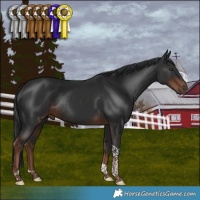 Horse Color:Liver Chestnut Tobiano Rabicano