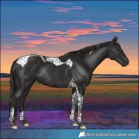 Horse Color:Liver Chestnut Tobiano Rabicano