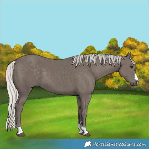 Horse Color:Silver Smoky Black
