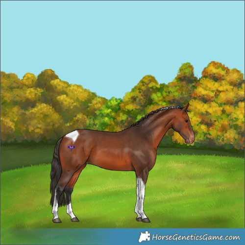 Horse Color:Bay Tobiano Appaloosa 