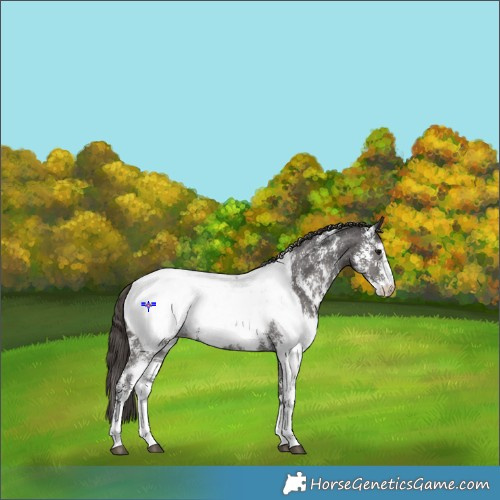 Horse Color:Smoky Black Sabino Appaloosa 