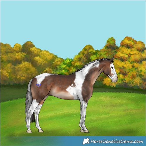 Horse Color:Brown Splash Tobiano 