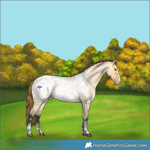 Horse Color:Buckskin Roan Dun Sabino Appaloosa 