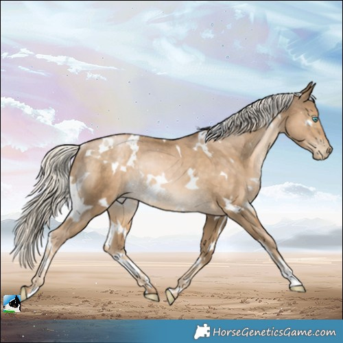 Horse Color:White Spotted Chocolate Palomino Pearl Mushroom Rabicano 