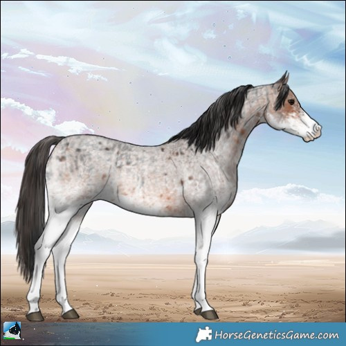 Horse Color:White Spotted Blue Roan Rabicano  and White Spotted Bay Roan Rabicano 