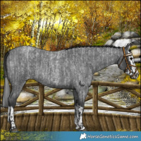 Horse Color:Blue Roan and Blue Roan Splash