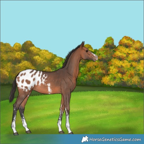 Horse Color:Bay Sabino Appaloosa