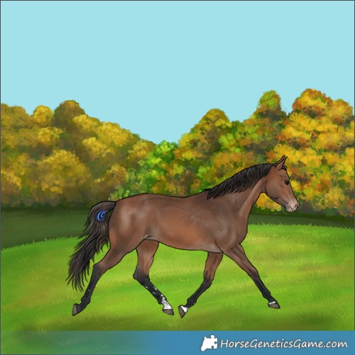 Horse Color:Bay Appaloosa 