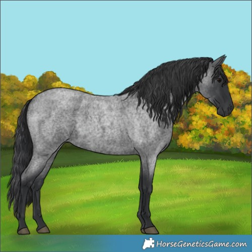 Horse Color:Blue Roan 