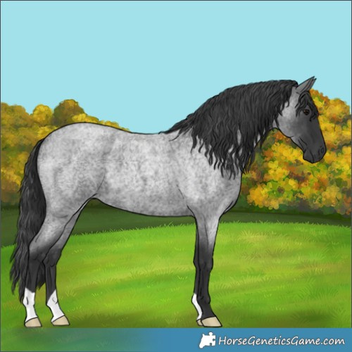 Horse Color:Blue Roan 