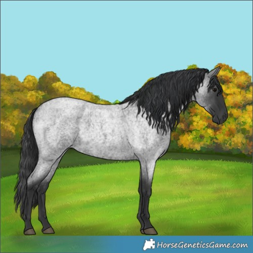 Horse Color:Blue Roan